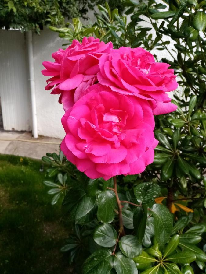 Le Flamant Rose Bed and Breakfast Salin-de-Giraud Exterior foto
